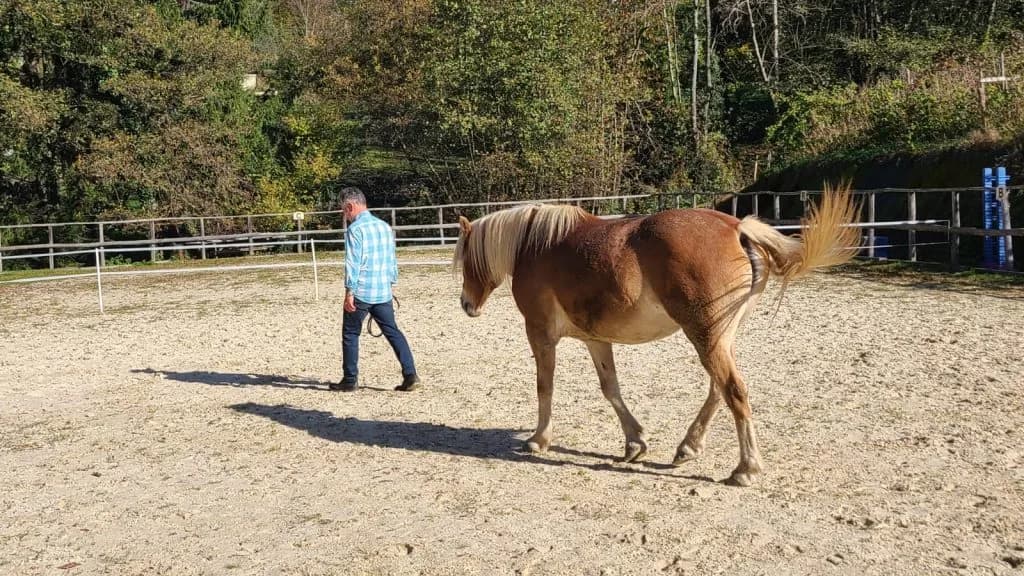 Les avantages de l'Equi coaching avec Marc Prager